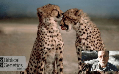 Evolutionary Bottlenecks are Disastrous