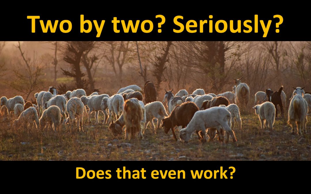 Genetic diversity on the Ark