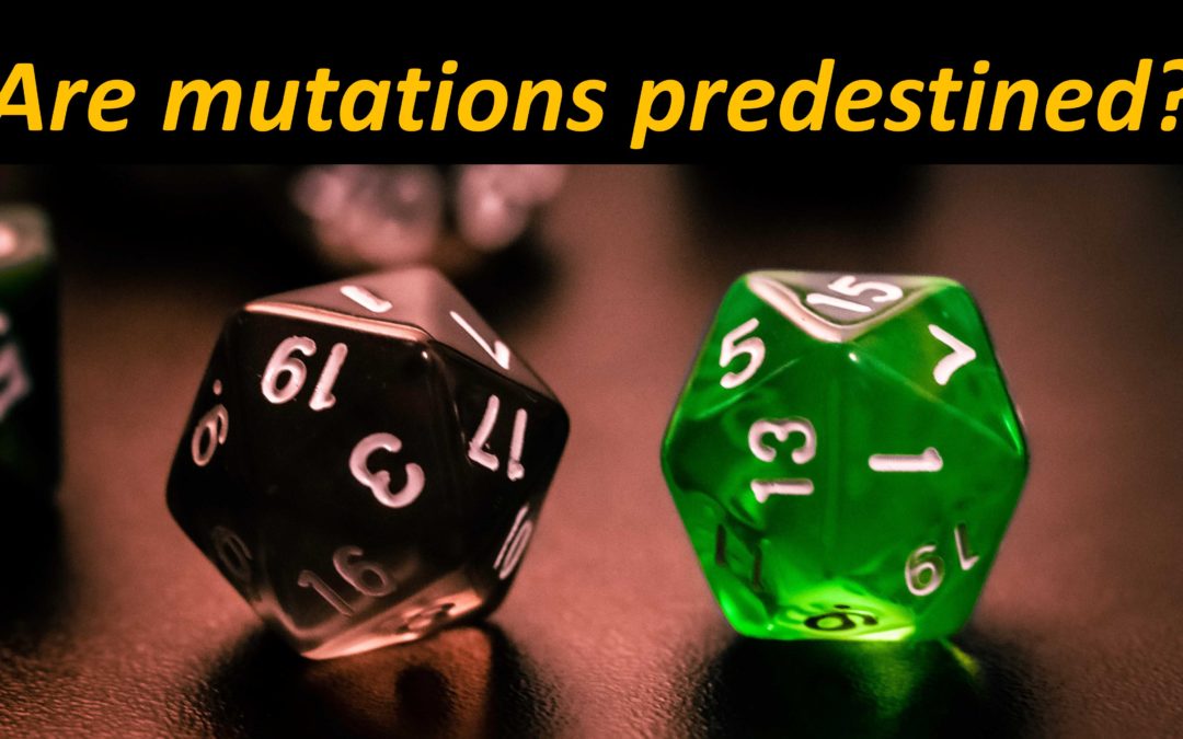 Mutations are not as random as you think