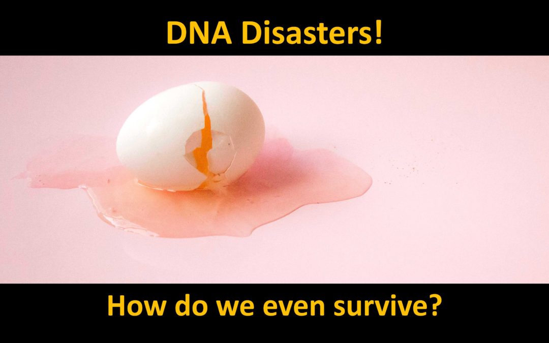 The fragility of DNA is the bane of Darwinism
