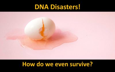 The fragility of DNA is the bane of Darwinism