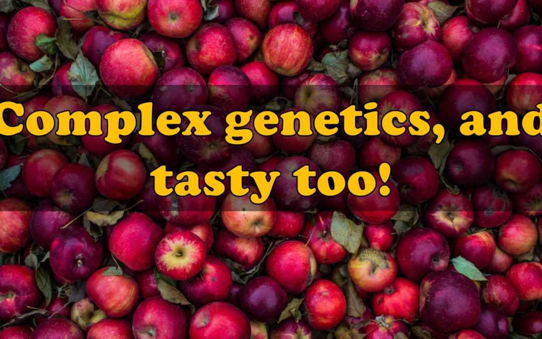 Apples are the perfect fruit…for discussing how things were designed to change