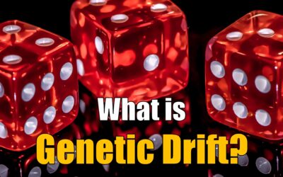 What is Genetic Drift?
